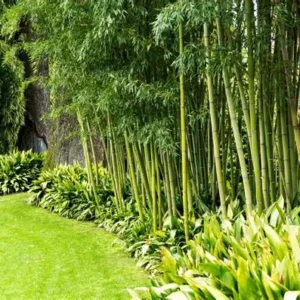 Bamboo & Screening