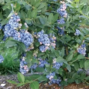 Edible Plants