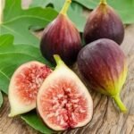 Brown Turkey Fig Trees 1