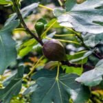 Brown Turkey Fig Trees 2