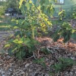 Brown Turkey Fig Trees 3
