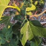 Brown Turkey Fig Trees 4