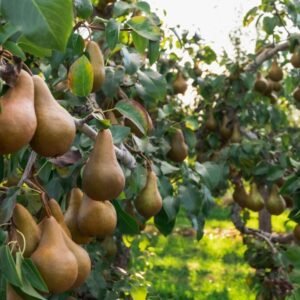 Fruit Trees