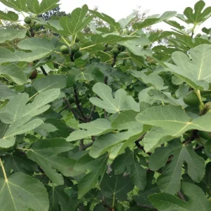 Fig Trees