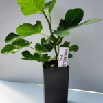 Magnolia Fig 1