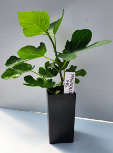 Magnolia Fig
