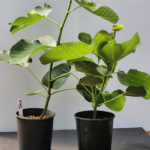 Honey Fig 1