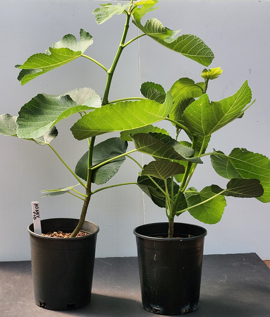 Honey Fig
