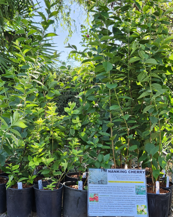 Nanking Cherry Bushes NANKING CHERRIES are excellent for fresh eating, pies, jam, cobblers, preserves, beverages, and dessert toppings.
